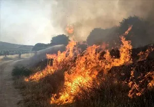 آتش‌سوزی وسیع در کوه دراک شیراز