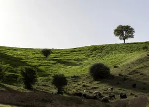 مشایخ؛ دهستانی بکر که طبیعت در آن نفس می‌کشد(+عکس)