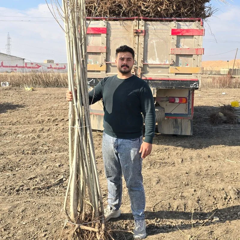 سایت خرید نهال
