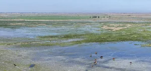 از شمال تا جنوب؛ ۴ تالاب جان دوباره می‌گیرند