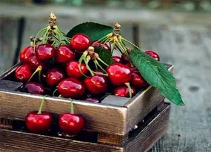 شهر آلبالو ایران کجاست؟