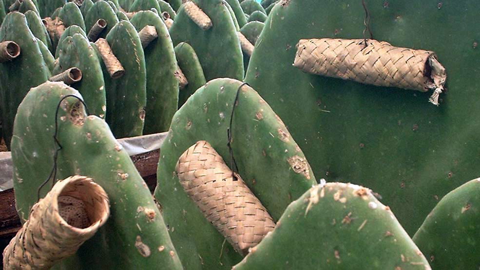 مزارع نوپالری