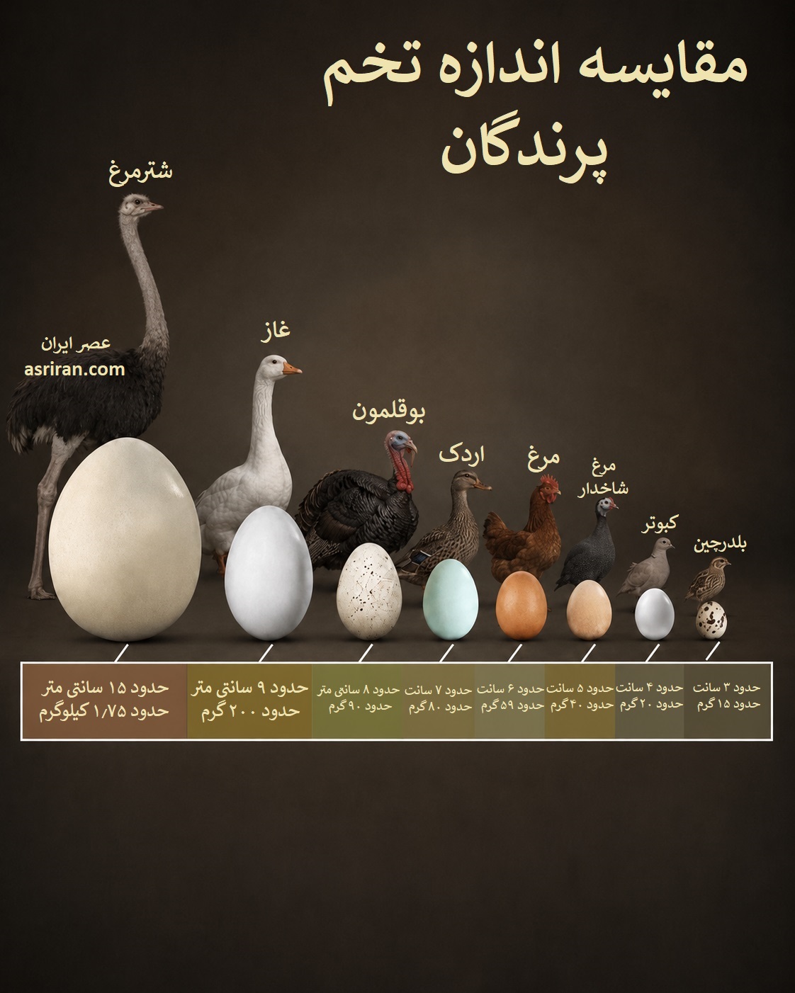 اینفوگرافیک مقایسه اندازه تخم پرندگان