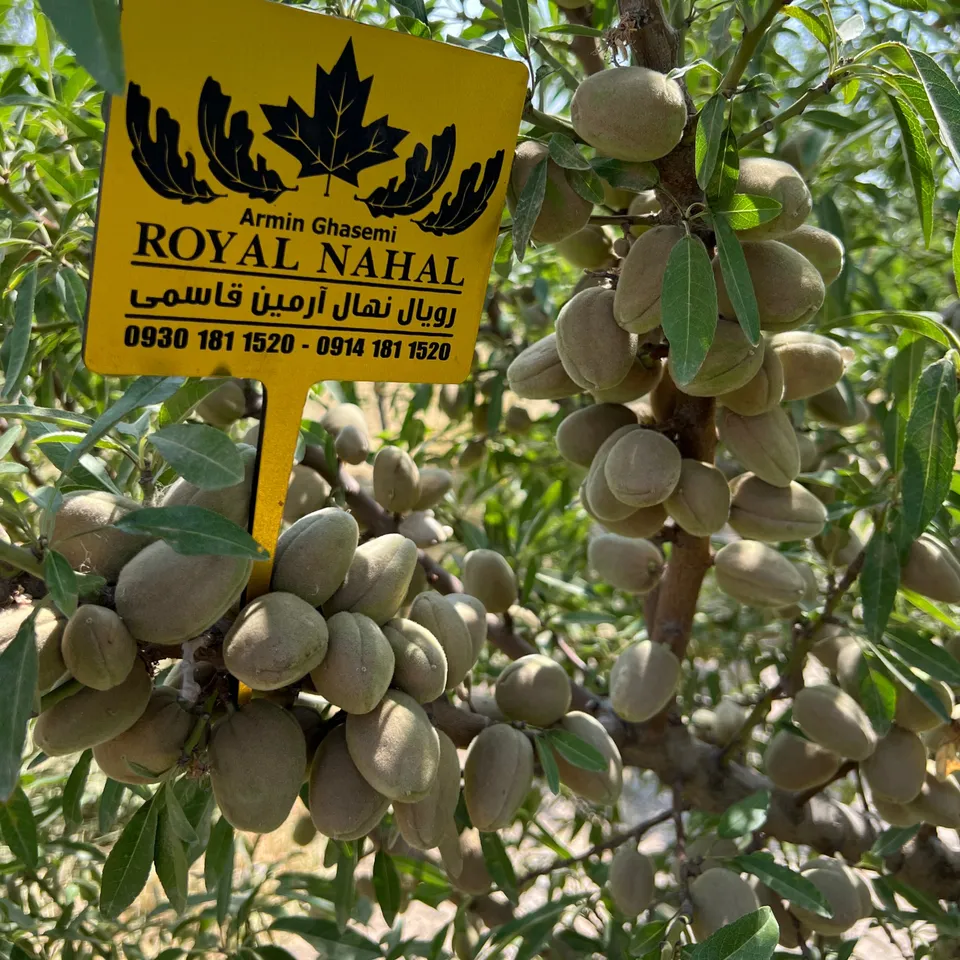خرید نهال بادام