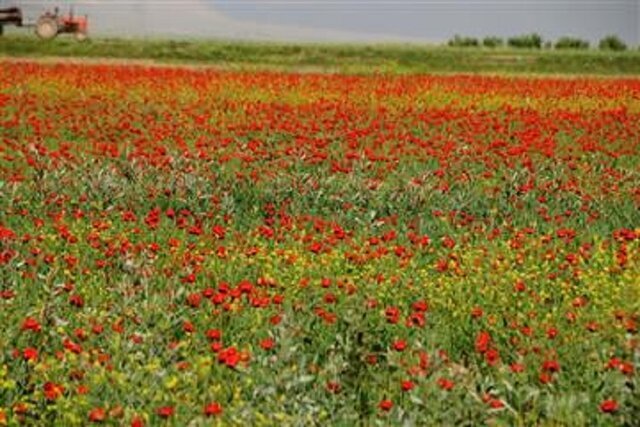 ‌گلیل(دیار کرمانج‌ها) دشتی بلند است.
