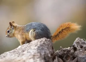 یک سنجاب برای فرار از گرما به گلدان پشت پنجره خانه‌ای در آلمان پناه برد