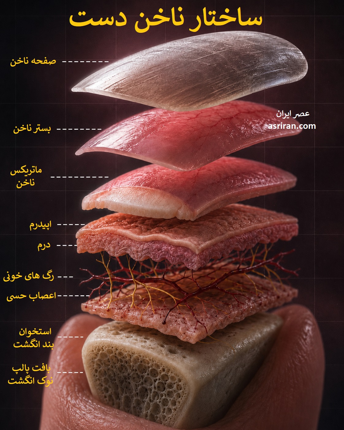 اینفوگرافیک ساختار ناخن دست