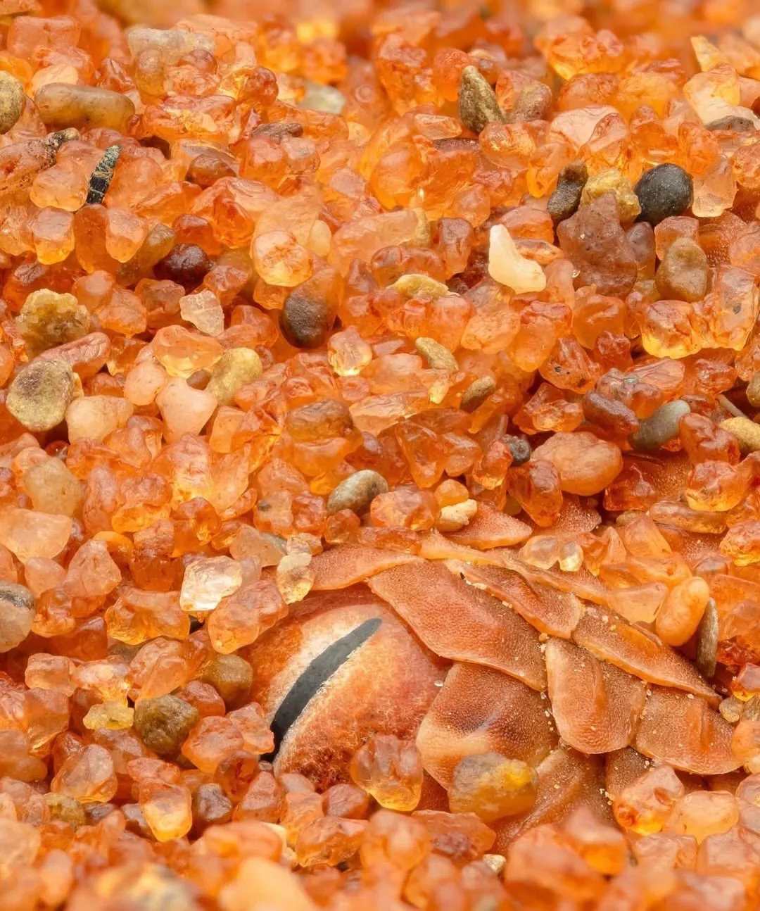 1523