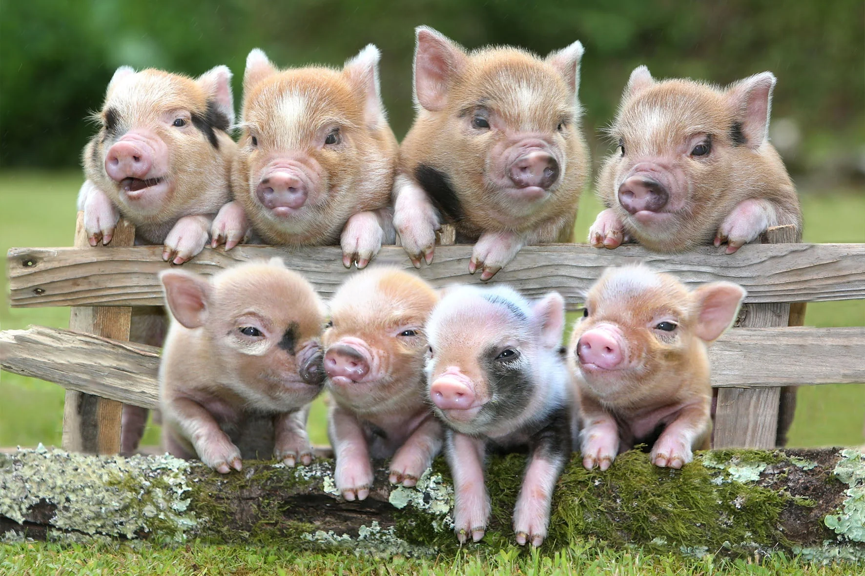 خوک های مینیاتوری
