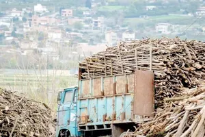 زخم تازه بر تن هیرکانی/ خروج درختان شکسته جنگل‌های شمال در بحبوحه جنگ