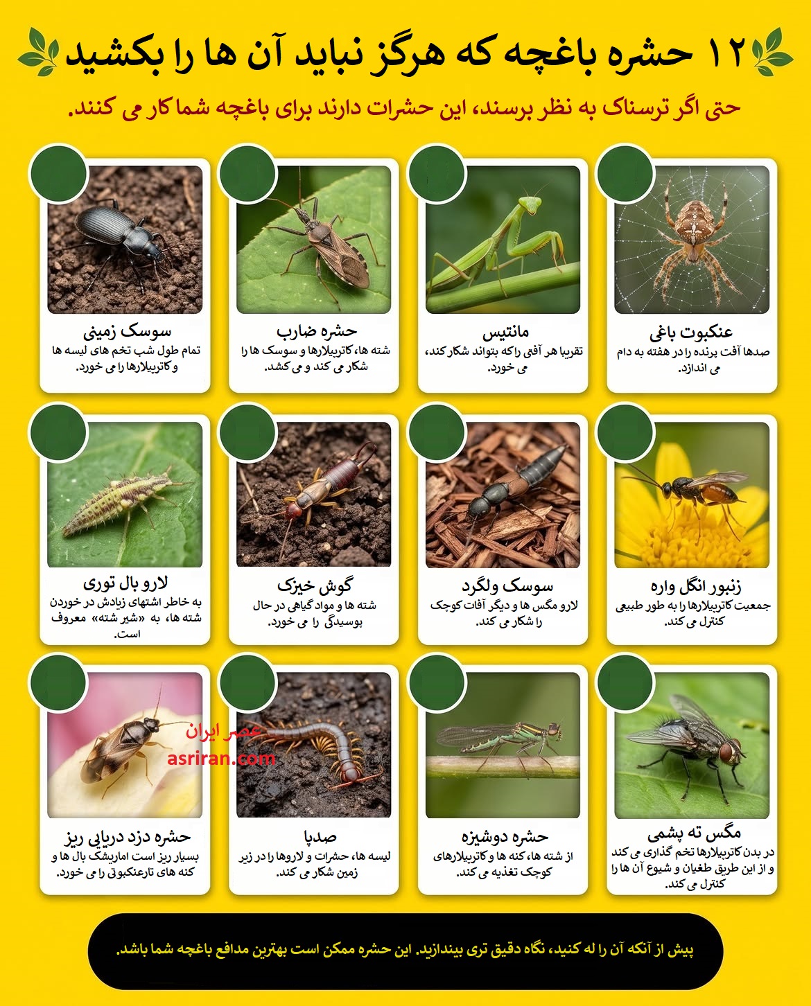 اینفوگرافیک 12 حشره مفید برای مقابله با آفات گیاهی