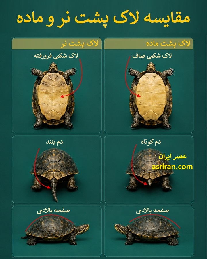 اینفوگرافیک روش های تعیین جنسیت لاک پشت ها
