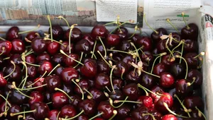 محکومیت قاچاقچی ۱۲ تن گیلاس در پیرانشهر