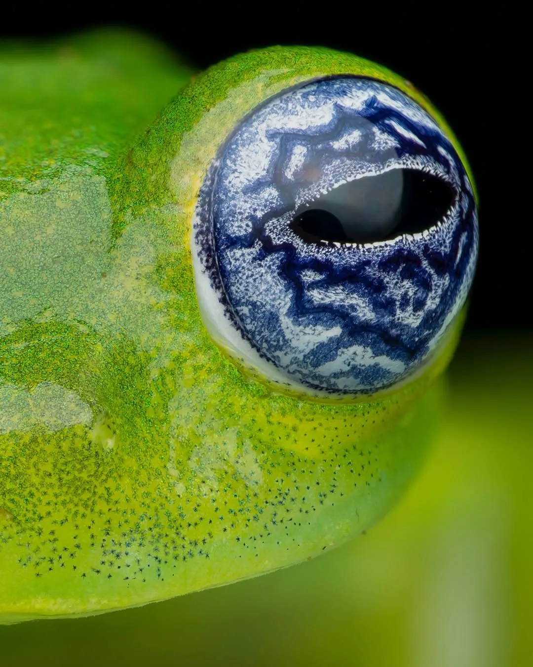 1517