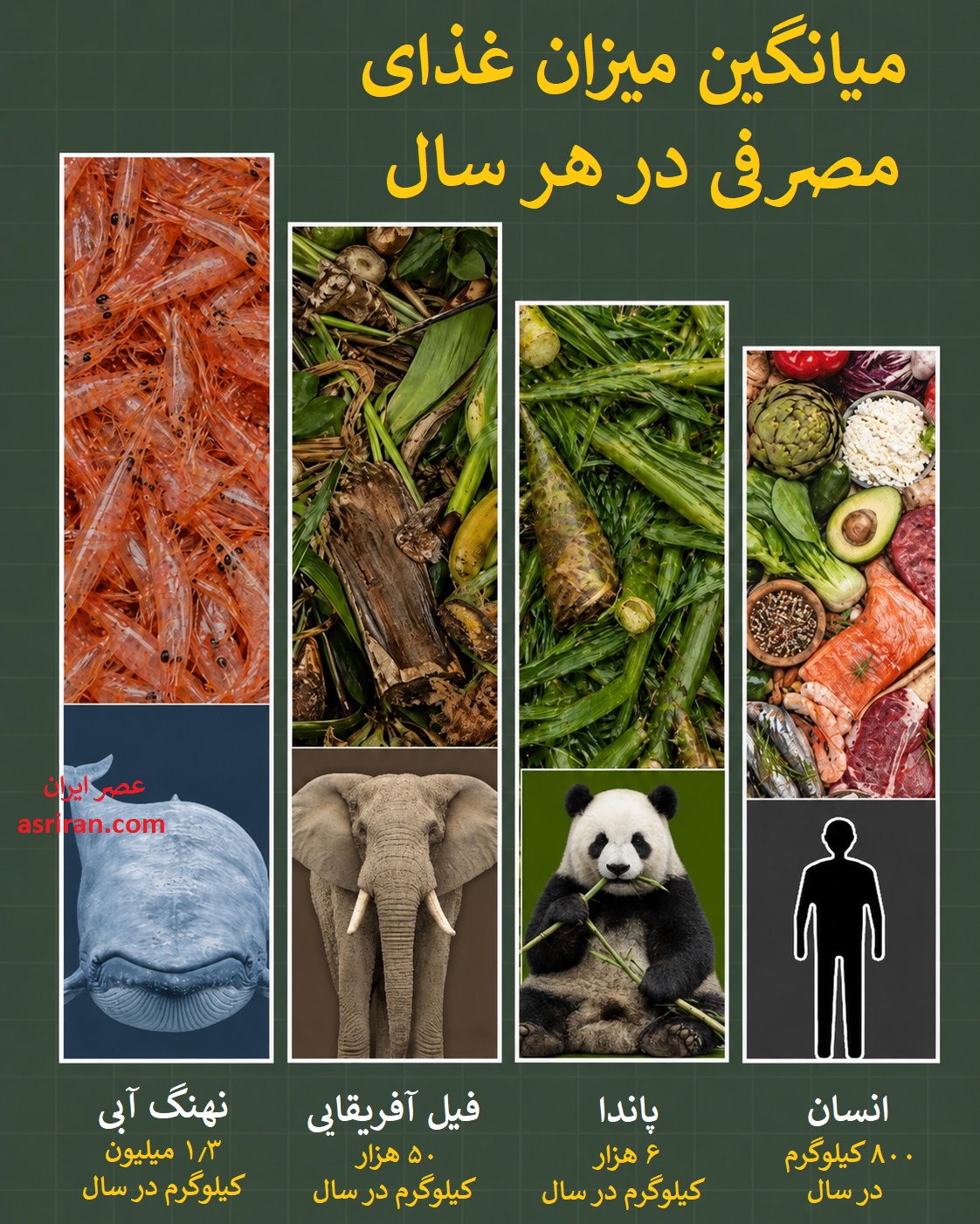 اینفوگرافیک مقایسه میزان غذای مصرفی حیوانات