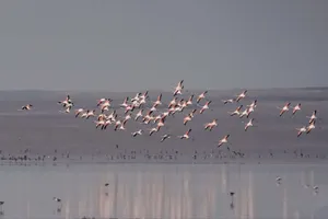 میزبانی تالاب فصلی مره قم از پرندگان مهاجر
