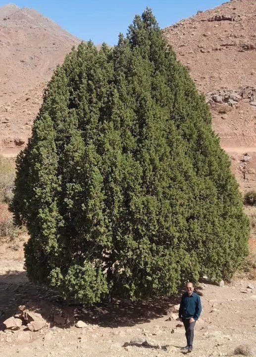 درخت ارس ۹۰۰ ساله روستای سریشا شهرستان تربت‌حیدریه