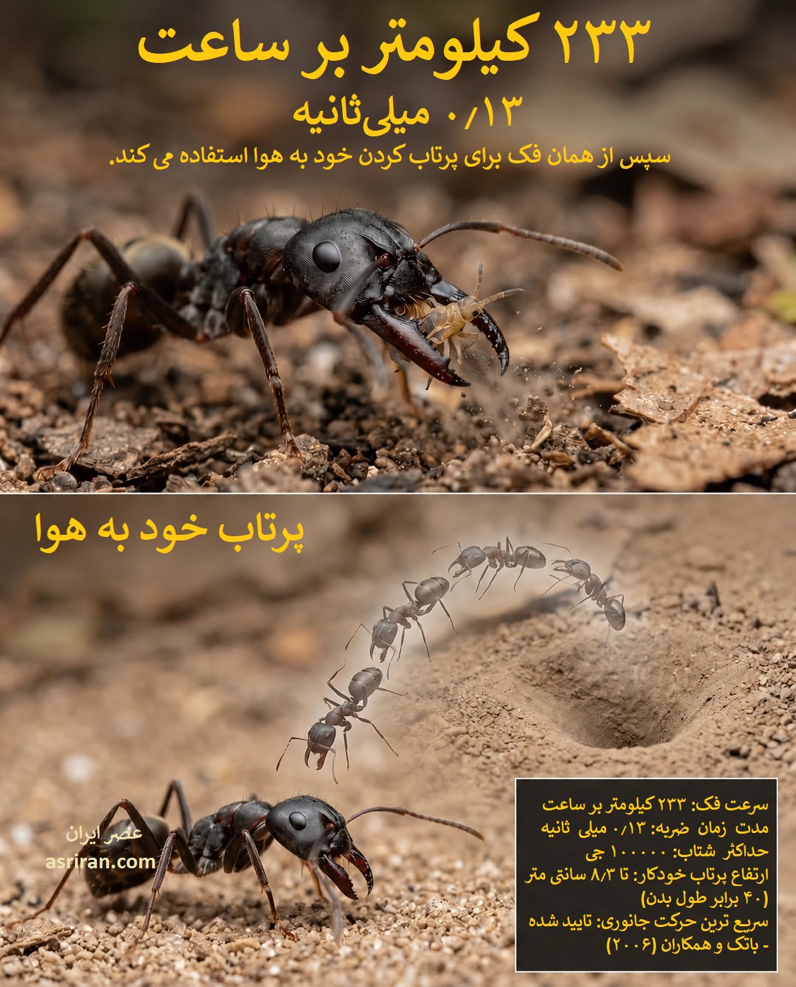 اینفوگرافیک سرعت حرکت مورچه فک تله ای