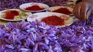 هشدار نسبت به کاهش تولید و کیفیت زعفران ایران