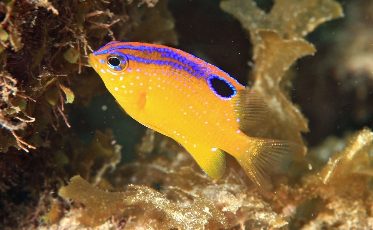 دوشیزه ماهی؛ تنها ماهی کشاورز در اعماق دریا