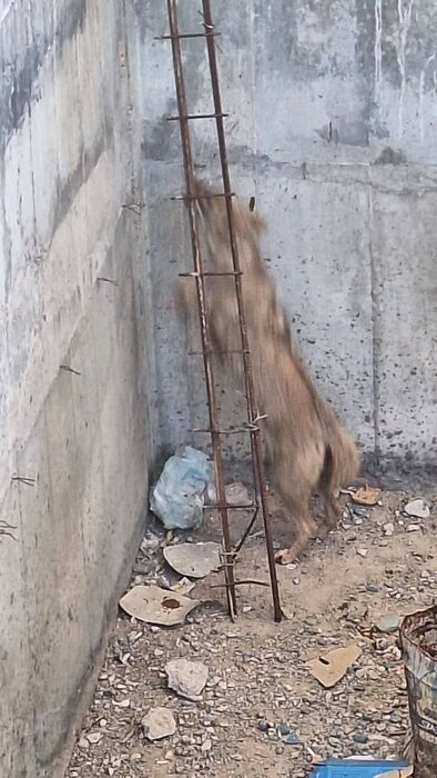 نجات یک قلاده شغال گرفتار در استخر نفتی در امیدیه