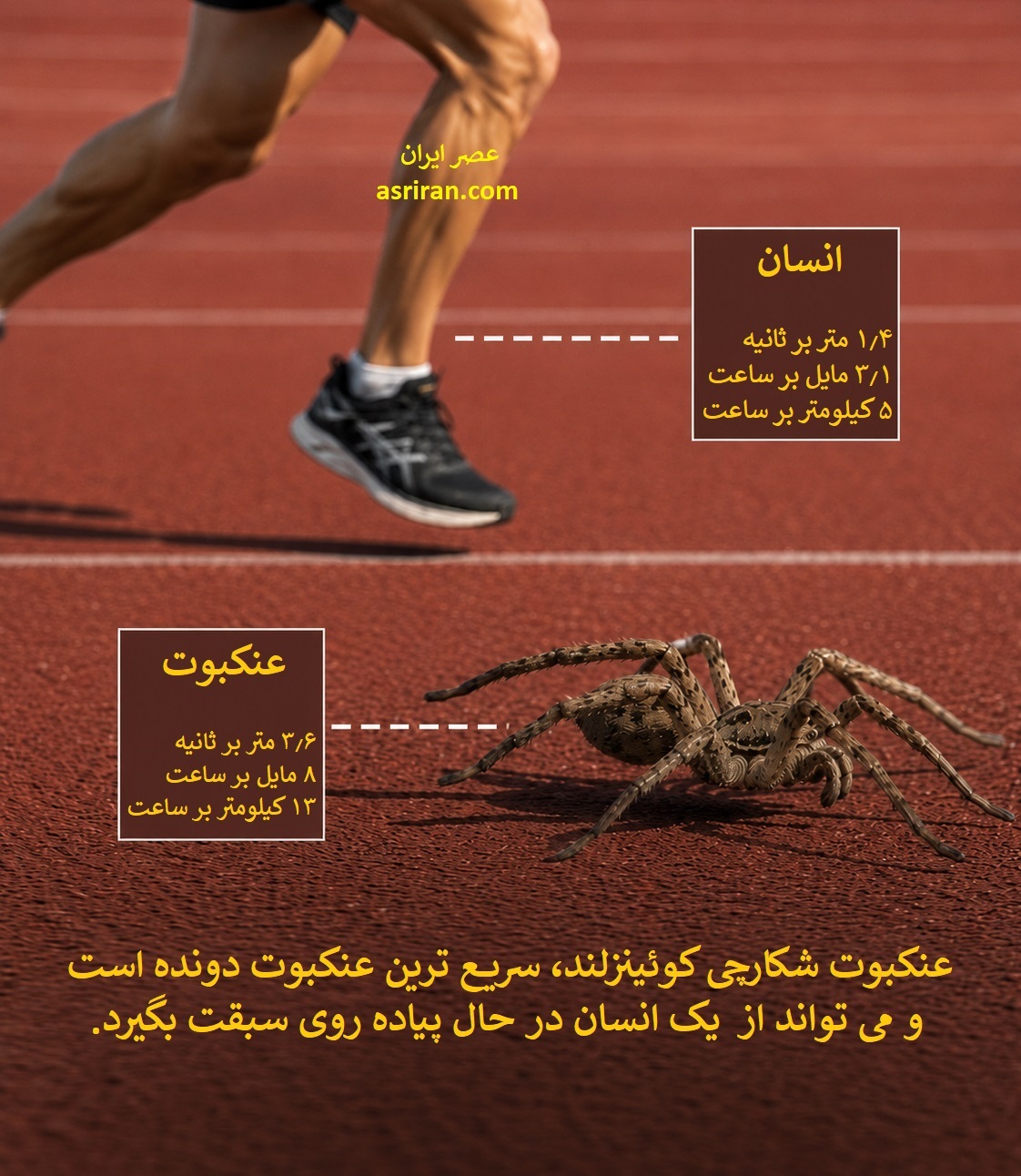 اینفوگرافیک مقایسه سرعت دویدن نرم انسان با عنکبوت شکارچی