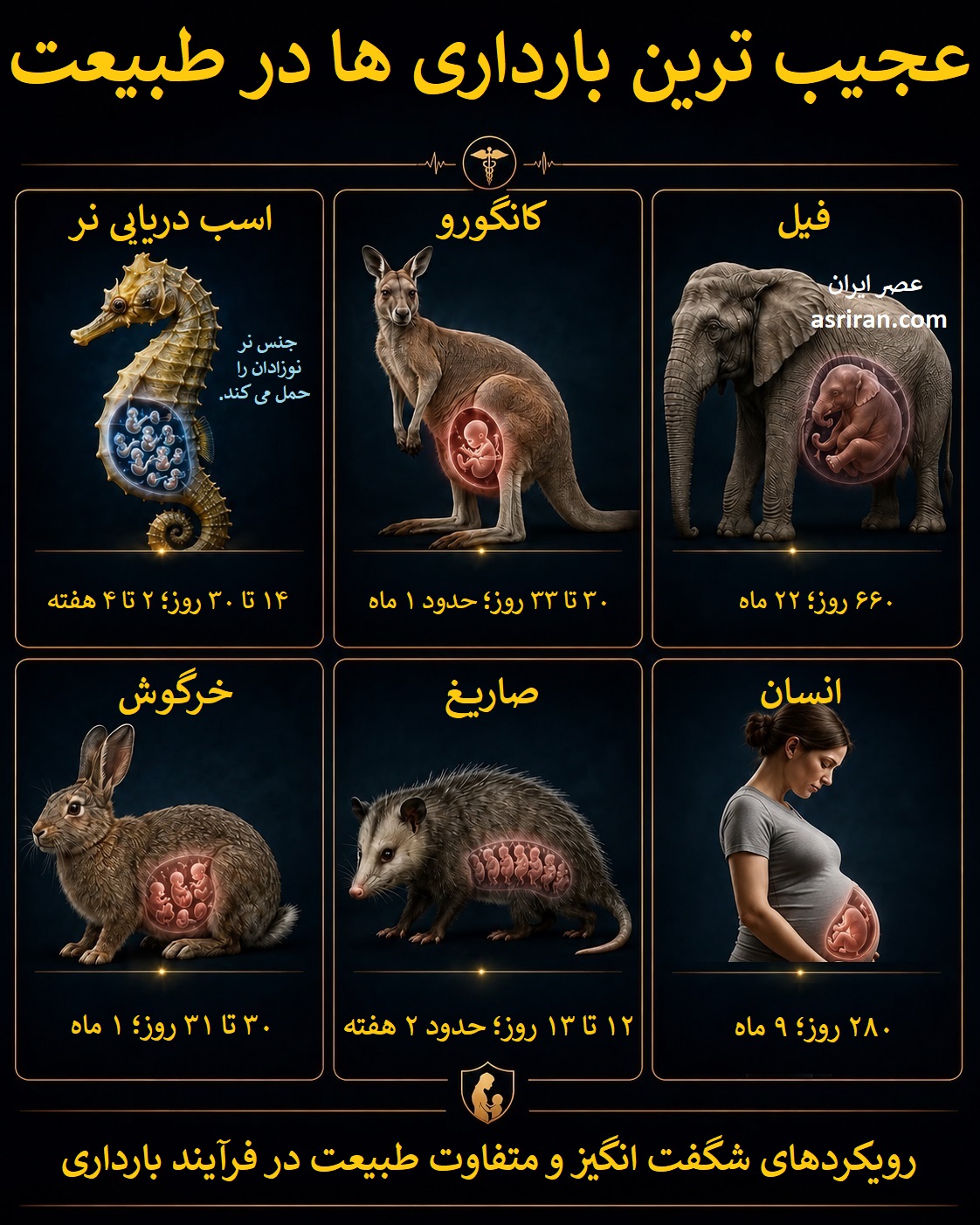 اینفوگرافیک عجیب ترین بارداری ها در طبیعت اینفوگرافیک عجیب ترین بارداری ها در طبیعت