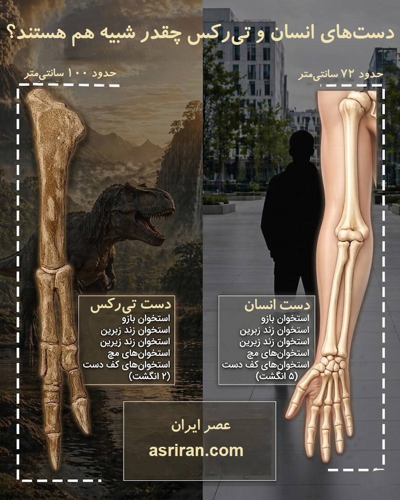 اینفوگرافیک مقایسه ساختار استخوان های دست انسان و تی رکس