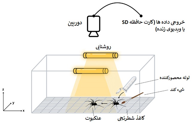 چیدمان آزمایشگاهی بررسی سرعت عنکبوت ها