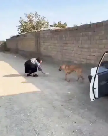 غذا دادن بلاگر زن به یک سگ