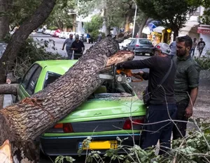 باد سنگین در تهران درخت ها را شکست/ هشدار پلیس: در محل‌های ناامن توقف نکنید