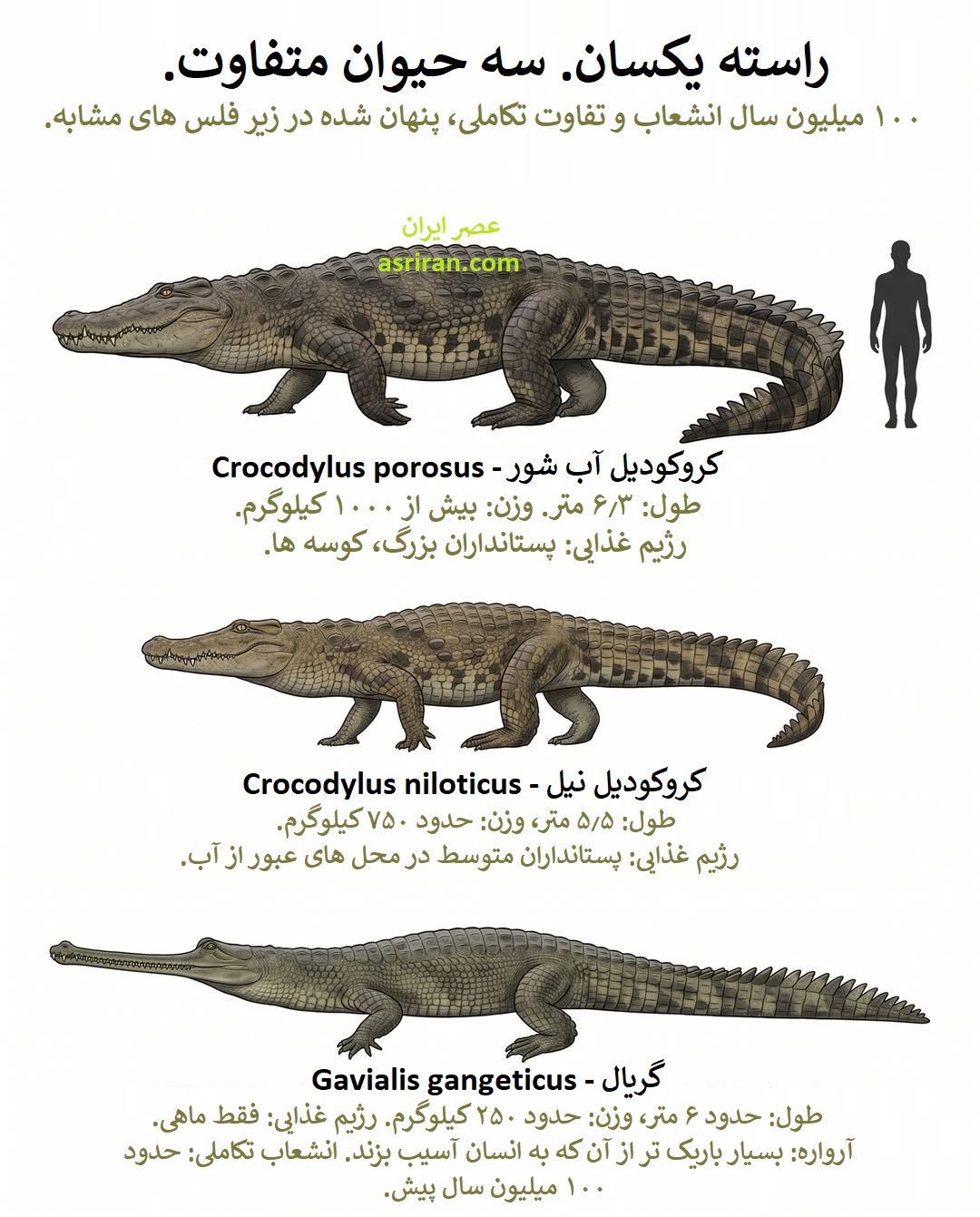 اینفوگرافیک مقایسه کروکودیل آب شور، کروکودیل نیل و گریال