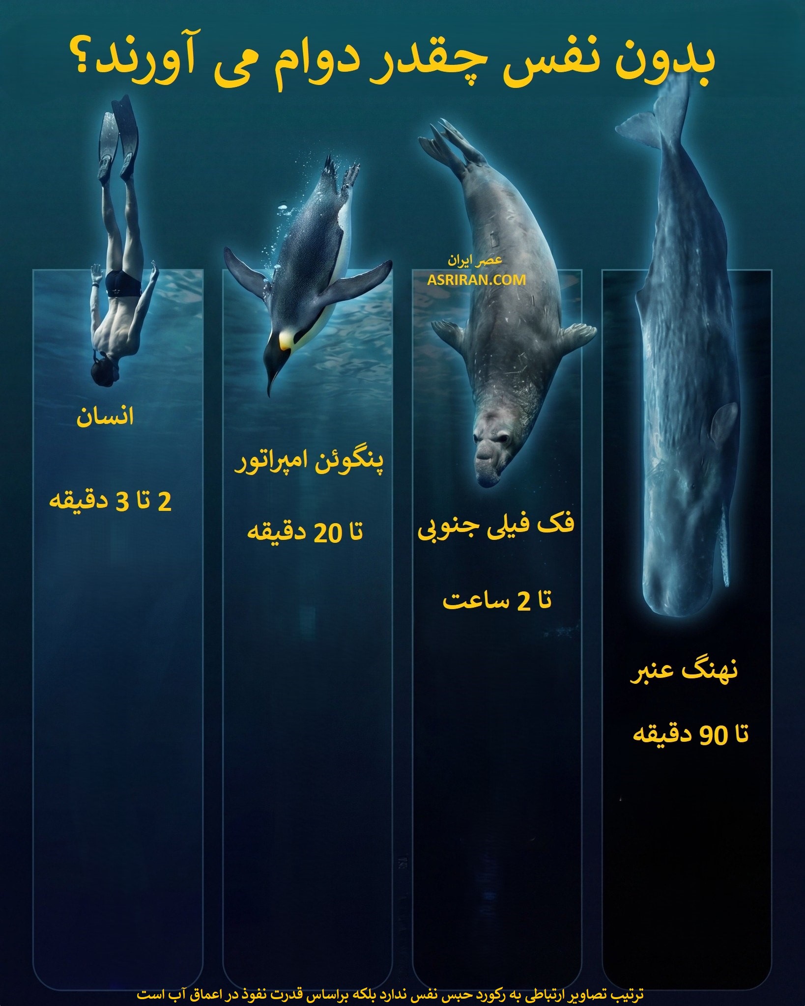 اطلاعات اینفوگرافیک زیر نشان می دهد که توانایی نگه داشتن نفس در گونه های مختلف بسیار متفاوت است و به سازگاری آن ها با محیط زندگی شان بستگی دارد. انسان ها معمولا فقط چند دقیقه می توانند بدون تنفس دوام بیاورند، در حالی که حیوانات دریایی مانند پنگوئن امپراتور، فک فیل جنوبی و نهنگ عنبر به دلیل زندگی در آب و نیاز به غواصی های طولانی، می توانند مدت زمان بسیار بیشتری زیر آب بمانند.