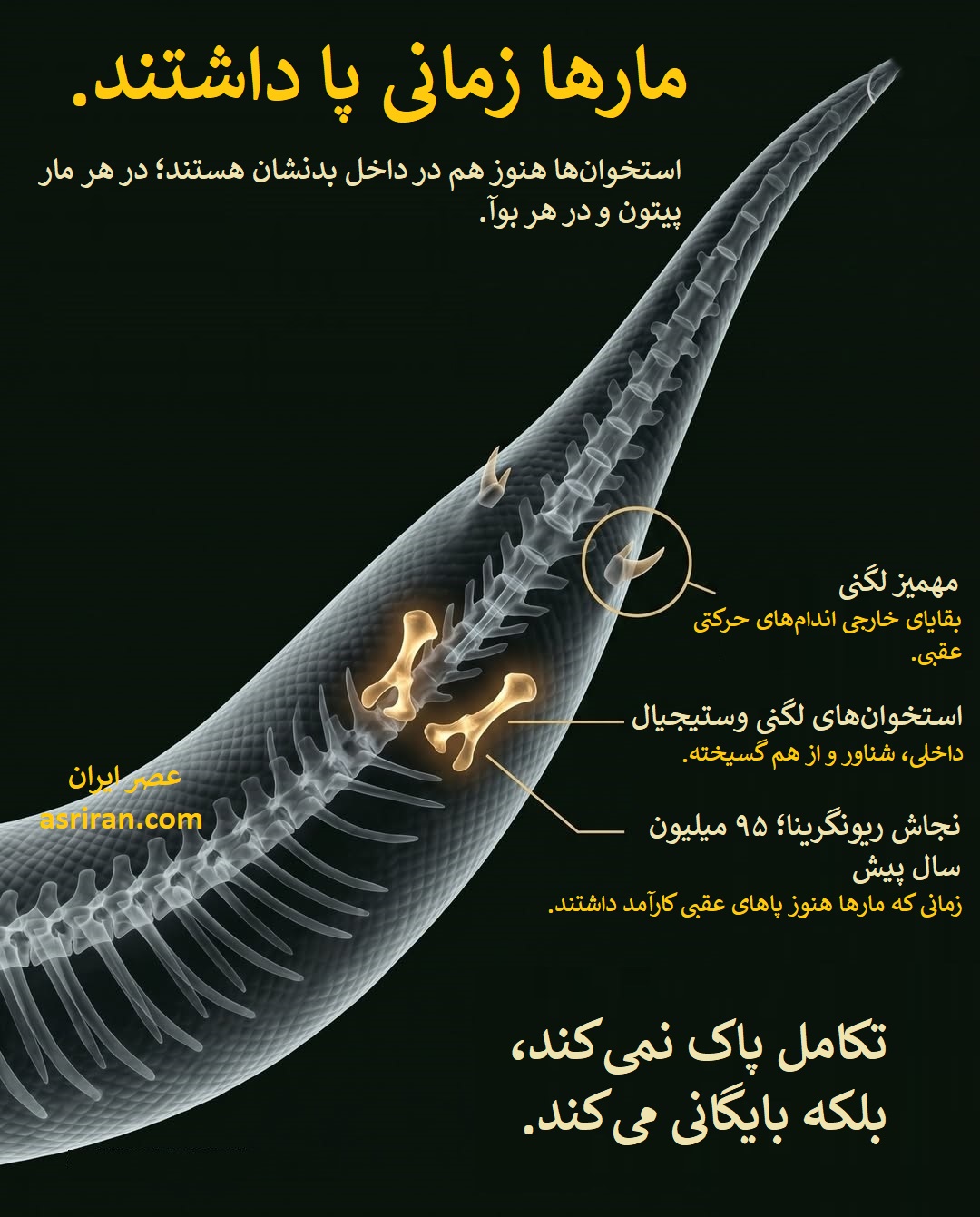 اینفوگرافیک نشانه هایی که زمانی مارها پا داشته اند