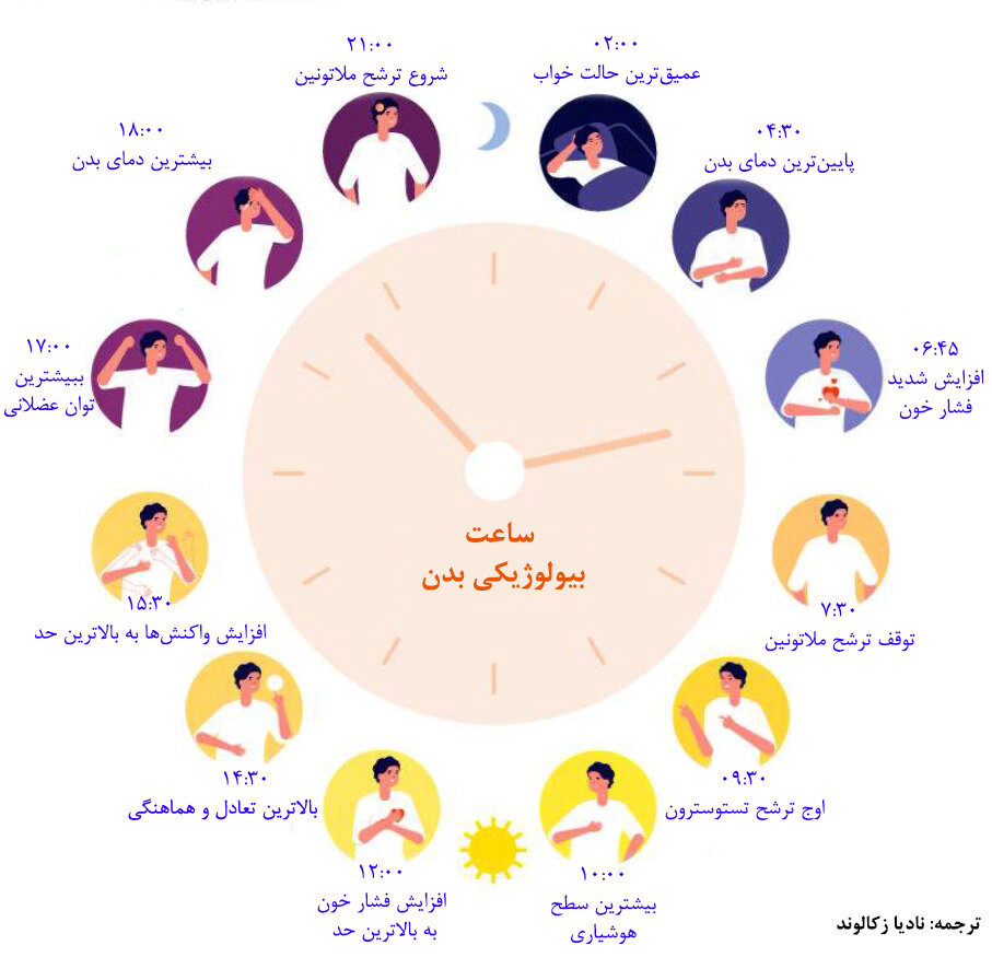 ساعت بیولوژیکی بدن