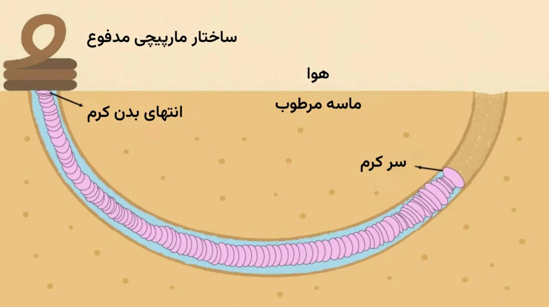 کرم زیر سطح زمین قرار دارد و پیچ‌خوردن مدفوعش در سطح زمین اتفاق می‌افتد.