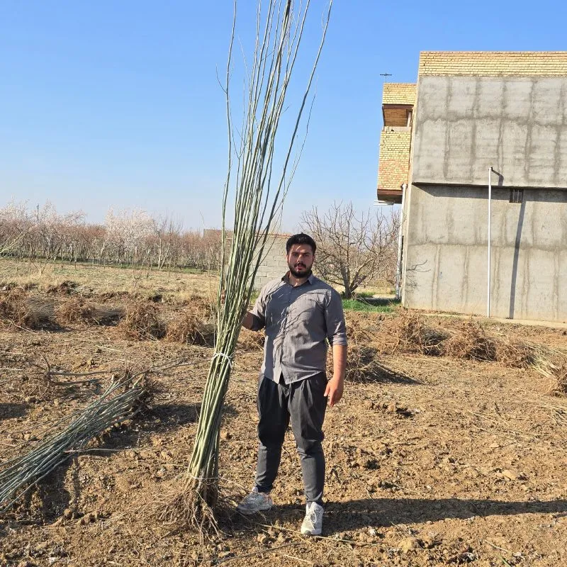 سایت خرید نهال