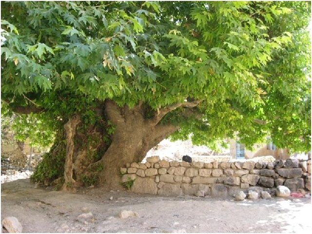 بهشتی گمشده در خراسان شمالی با کوچه آشتی کنان