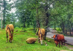 مازندران کجا بریم خنک باشد؟ / راهنمای سفر به ییلاق آغوزحال تنکابن (+عکس)