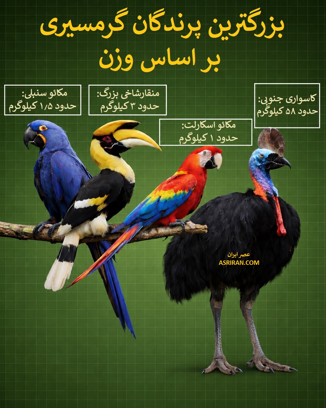 غول 58 کیلویی جنگل (+اینفوگرافیک)