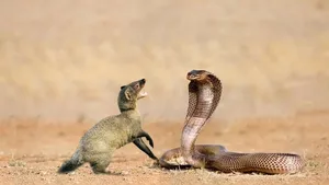 هوش و قدرت دیدنی خدنگ برای شکار مار