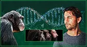 آیا میمون یا شامپانزه جد انسان امروزی اند؟