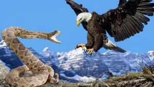 مستند حیات وحش؛ نبرد عقاب و مار