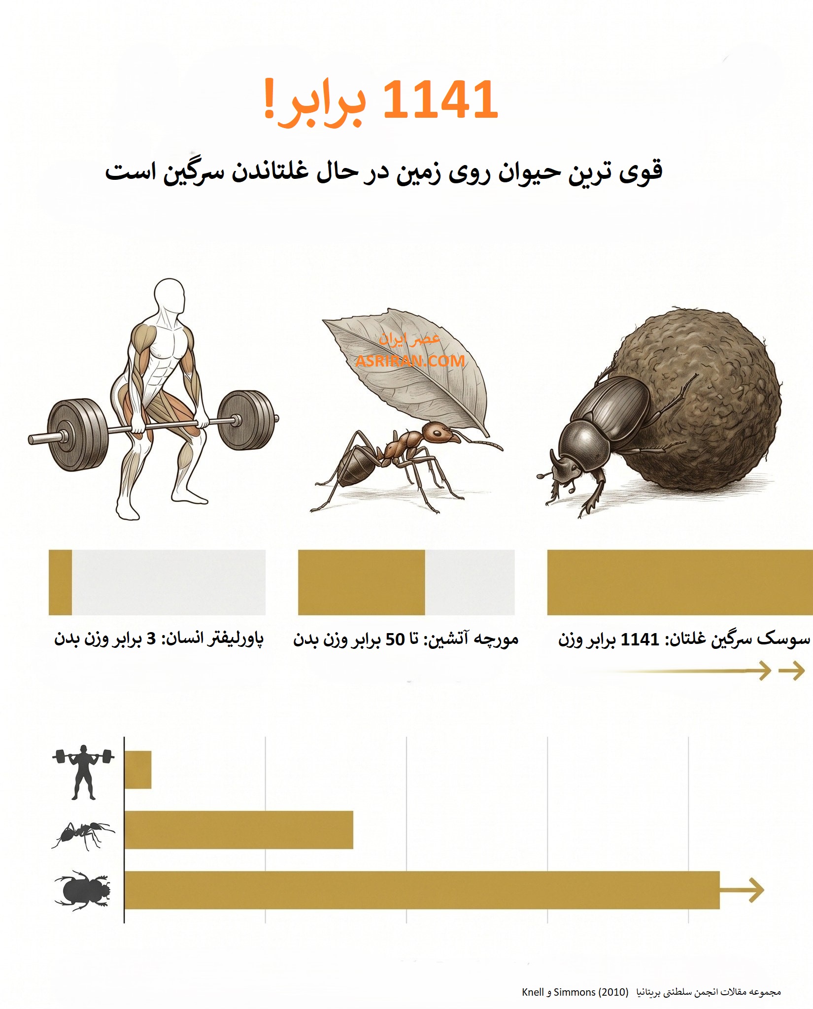 سرگین غلتان و قدرت عجیبش