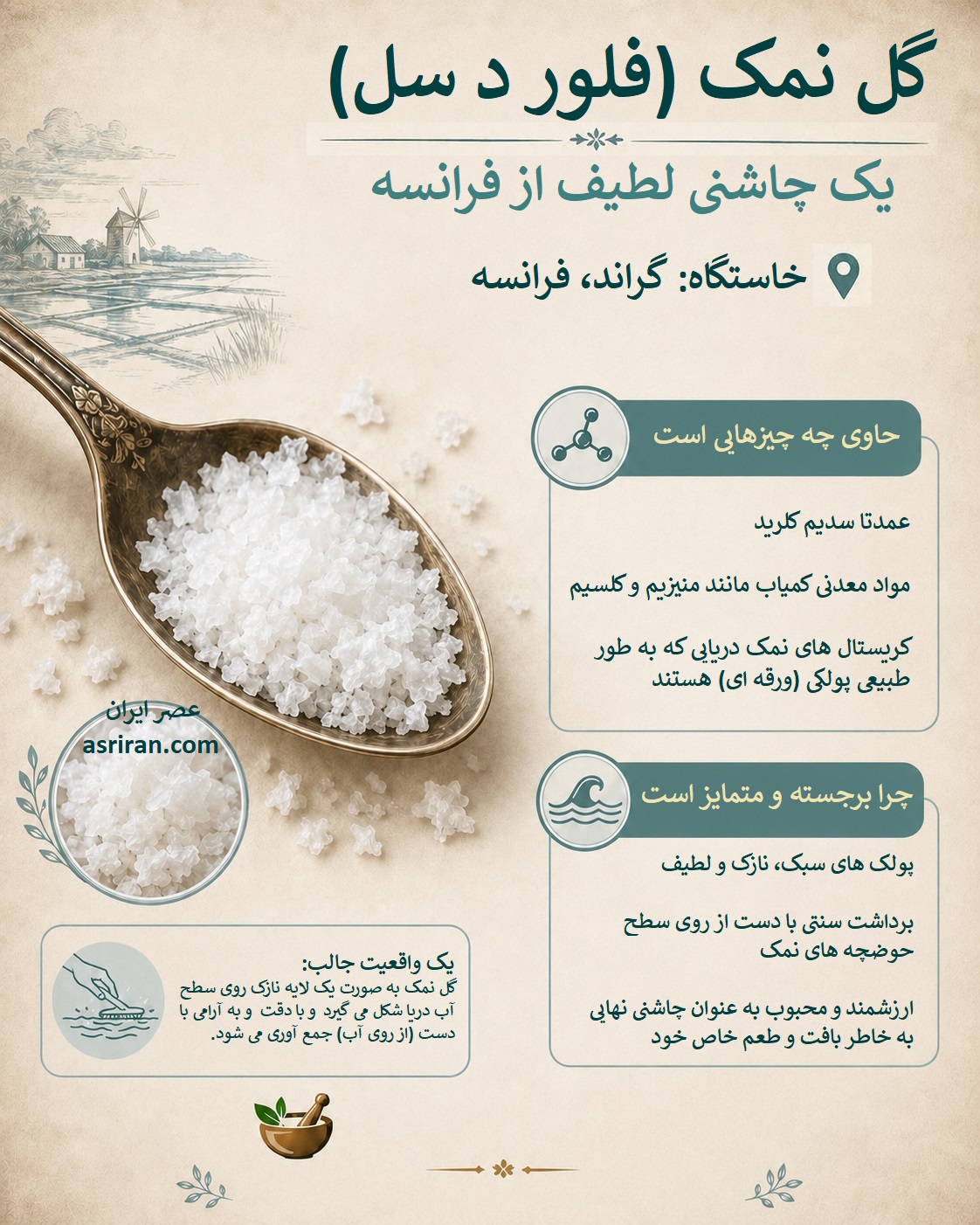 اینفوگرافیک معرفی گل نمک فرانسه