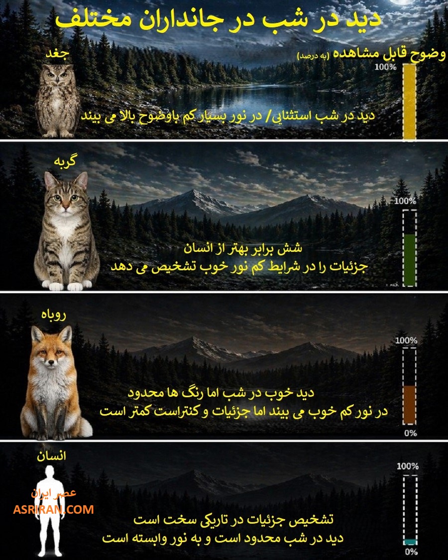 در شبکیه چشم، سلول های میله ای نقش اصلی را در دریافت نور کم ایفا می کنند و هر چه تعداد و حساسیت این سلول ها بیشتر باشد، دید در تاریکی نیز بهتر خواهد بود. در جاندارانی مانند جغد و گربه، تراکم بالای این سلول ها همراه با وجود ساختار بازتاب دهنده نور در پشت شبکیه در برخی گونه ها، باعث افزایش جذب نور و بهبود تشخیص جزئیات در شرایط کم نور می شود.