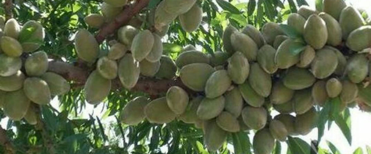 نهالستان پالیزنهال؛ بزرگترین تولید کننده نهال گردو و بادام پیوندی و اصلاح شده در غرب کشور