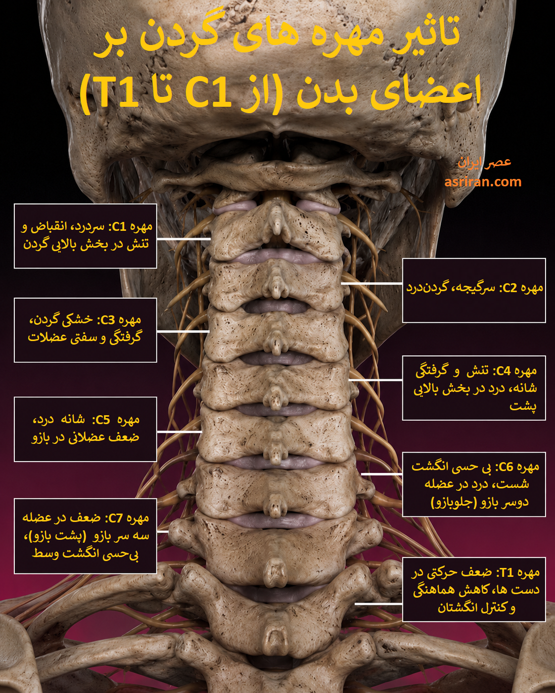 اینفوگرافیک تاثیر مهره های گردن بر اعضای بدن