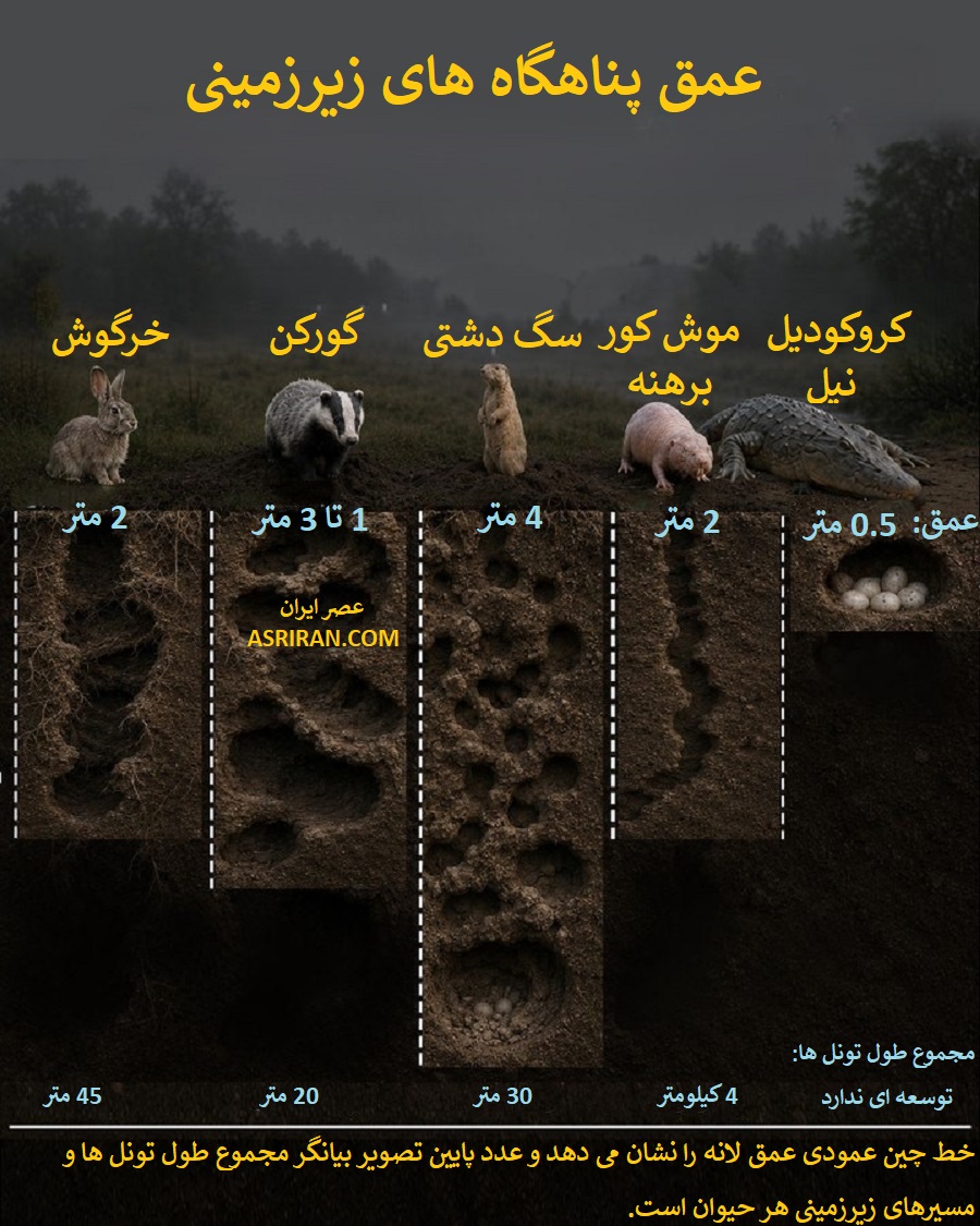 قدرت حفاری حیوانات اینفوگرافیک