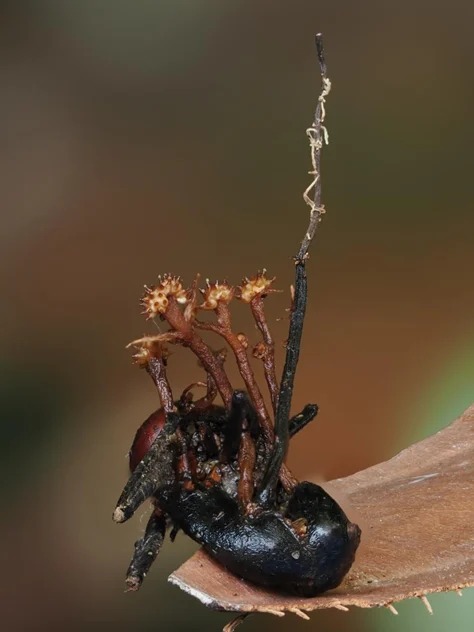 این گونه جدید که پلوروکوردی‌سپس کورنوسینماتا (Pleurocordyceps cornusynnemata) نام گرفته، به دلیل ساختار منحصربه‌ فرد و شاخ‌مانندش چنین نام‌گذاری شده است.